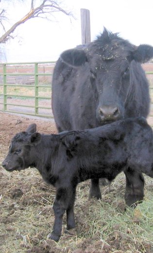 new-baby-calf-recropped.jpg