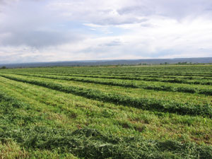 all-the-alfalfa-mowed.jpg