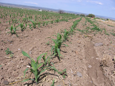 corn-is-getting-taller.jpg