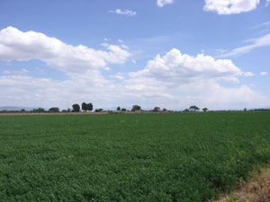 field-ready-to-cut.jpg