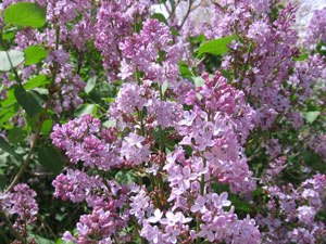 lilacs-2007.jpg
