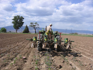 planting-pinto-beans.jpg