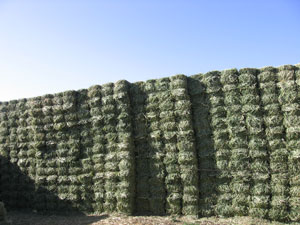 1000-bales-of-hay.jpg