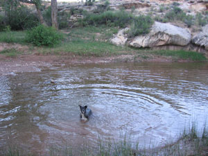 fuzzy-goes-swimming.jpg