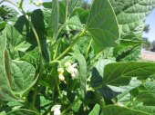 beans-are-blooming.jpg