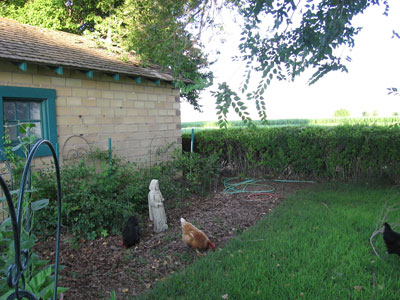 chickens-in-yard.jpg