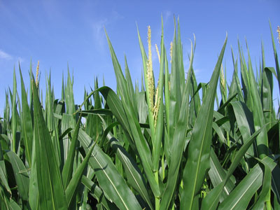corn-tassels.jpg