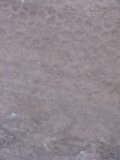 quail-tracks.jpg