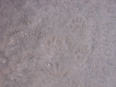 racoon-tracks.jpg