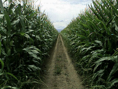 road-in-the-corn.jpg