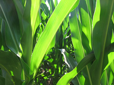 sun-through-the-corn.jpg
