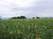 corn-sweet.jpg