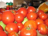 harvest-tomatoes.jpg
