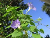 heavenly-blue-morning-glory.jpg