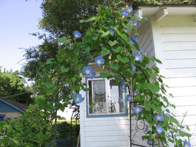morning-glories.jpg