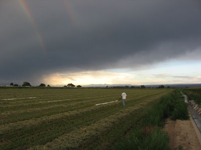 rainbows-and-hay.jpg