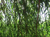 willow-1.jpg