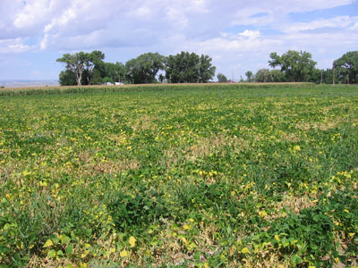 yellow-bean-field.jpg