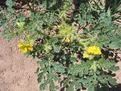 yellow-thistle.jpg