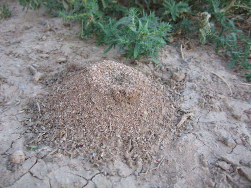 ant-hill.jpg