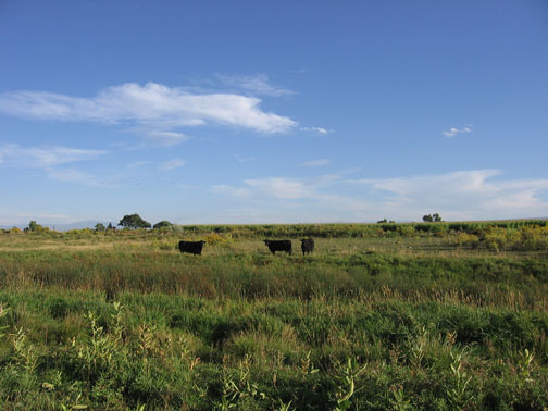late-summer-pasture.jpg