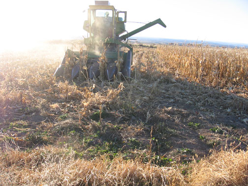 corn-harvest-is-over.jpg