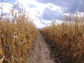 corn-road.JPG