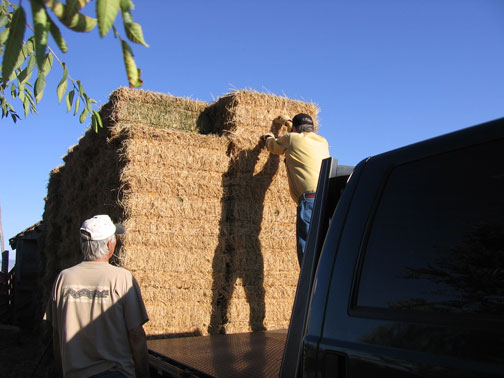 loading-hay.jpg
