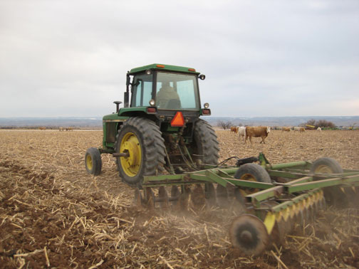 discing-and-cows.jpg