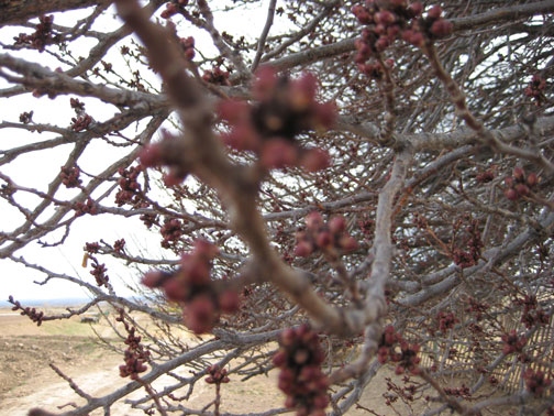 Apricot Buds