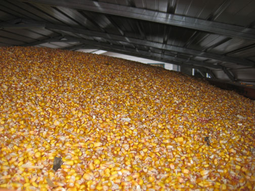 corn-2008 corn-2008
