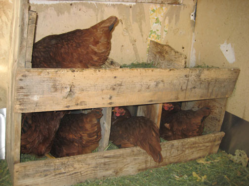 sitting-hens
