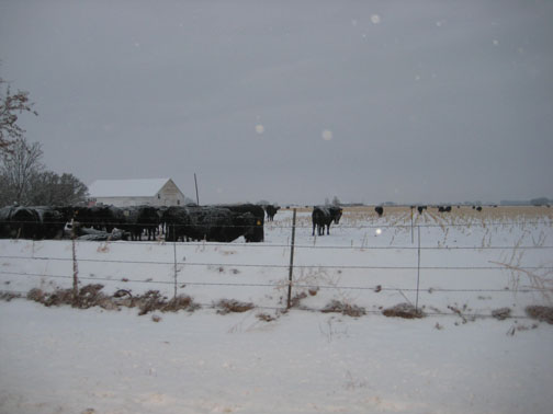 cows-and-snow1