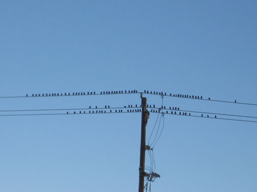birds-on-the-wire