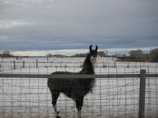 llama-009
