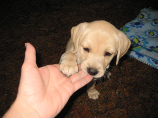 black-mouth-cur-puppy2