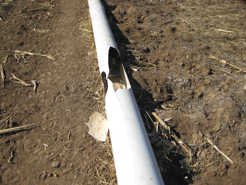 pipe-and-cows