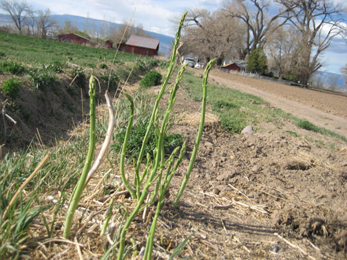 asparagus-on-the-ditch1