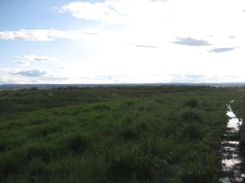 Watering-the-pasture