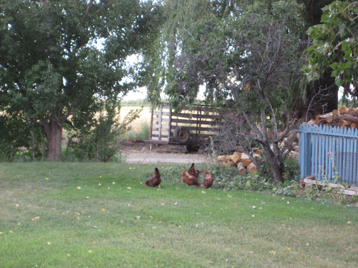 Back-in-the-Hen-House