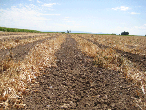 Beans-2009-006 Beans-2009-006
