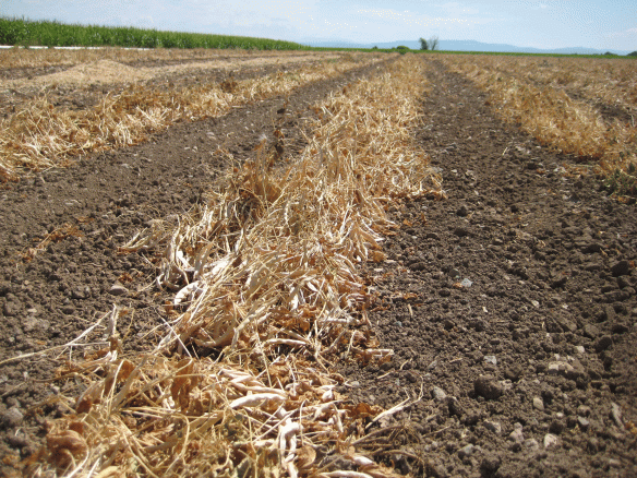 Pulled-Beans Pulled-Beans