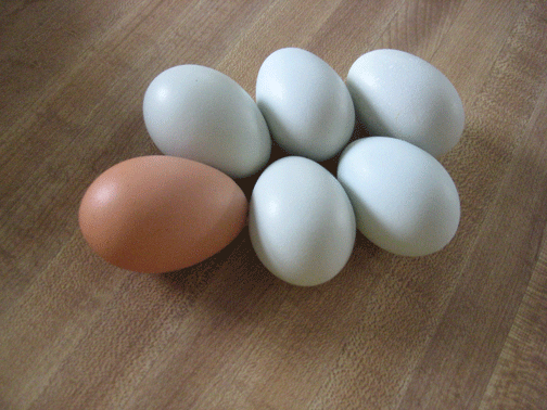 Blue-Eggs-006 Blue-Eggs-006