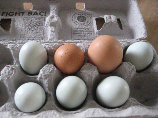 Blue-Eggs-008 Blue-Eggs-008