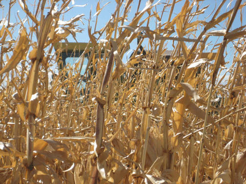 Combine-Corn
