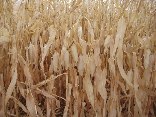 Dry-Corn
