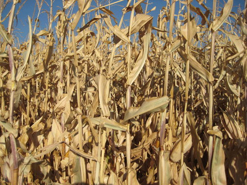 Frozen-Corn Frozen-Corn