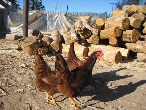 Honey-and-Cluck-and-Neddie