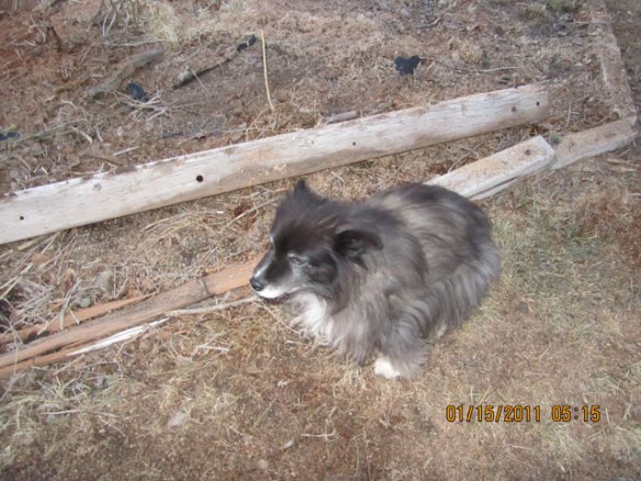 Fuzzy-with-the-melting-snow