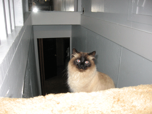 Monkey-on-the-Stairs